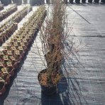 Čučoriedka kanadská (Vaccinium corymbosum) - čučoriedkové KVARTETO 4v1, výška 80-130 cm, kont.C20L 